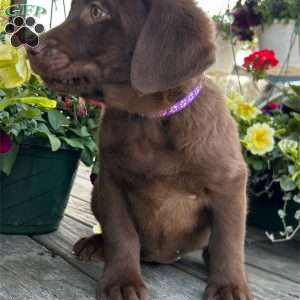 Carly, Chocolate Labrador Retriever Puppy